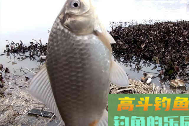 浅谈冬天大温差天气垂钓，留意规律，好鱼获不难