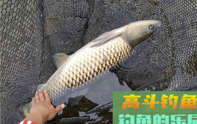 秋季降温钓鱼难？巧用水质4点变化，反让大鱼狂咬钩