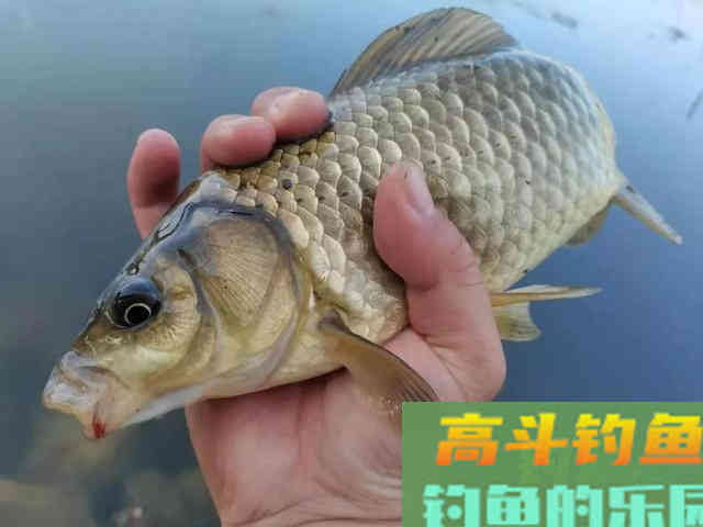 春分过后，请善待水中的鱼儿！这3件事不要做