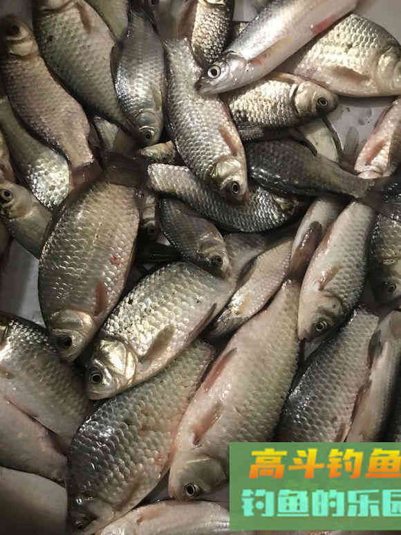 春季影响鱼口因素盘点，以变通之道立于不败之地