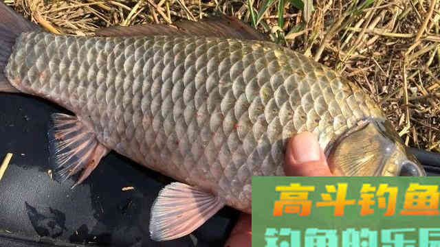 冬季小钩细线配大漂，这样去调钓，鱼口再轻也能抓得准