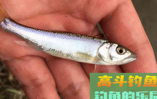 遇到倒春寒，也可以愉快地钓鱼