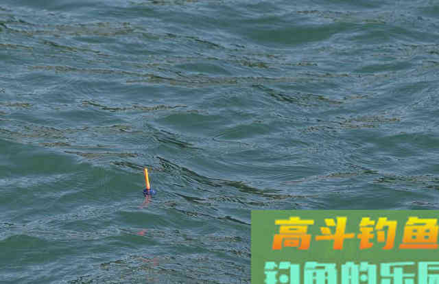 夏季同在一片水域，为什么你钓不到鱼