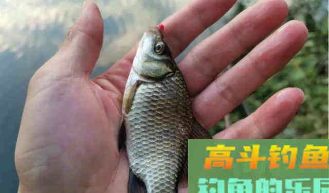 冬季出钓，要知道鲫鱼的吃饵特点，知道何时提竿
