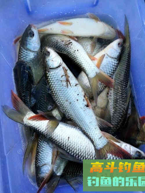 春钓鲮鱼全攻略，相差一点都不行