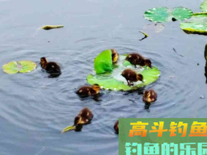 夏季最佳出钓时间、选择钓位，与钓技和饵料方面的解答