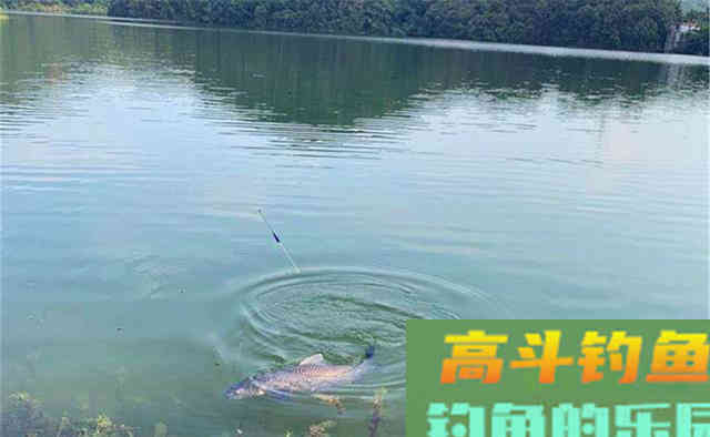 过了秋分别死守深水了，这个阶段大鱼靠边