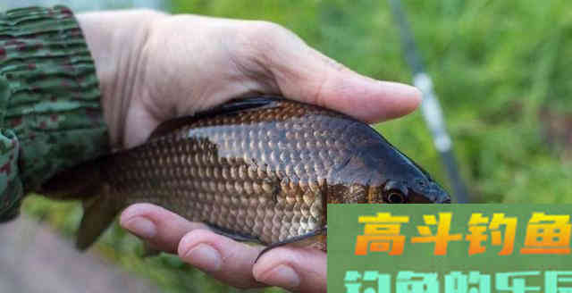 春季倒春寒别浪费，看好时机去钓太容易爆护