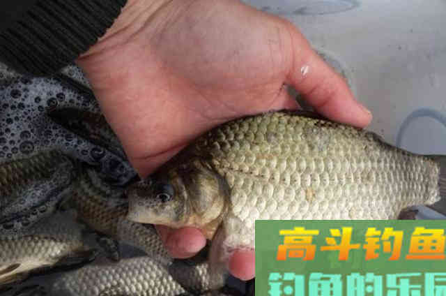 到了春天还钓不好鱼？稍微调整一番，接连中鱼