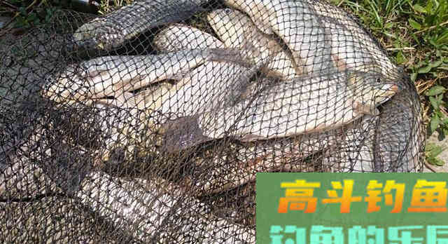 晚秋如何钓好混养塘，先做好这七点