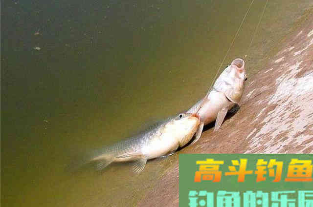 立冬前，大板鲫只需按我说的钓，一支竿子忙不过来