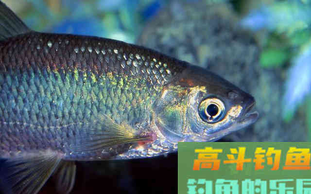 夏季梅雨期降雨多难钓鱼，学会这三点技巧