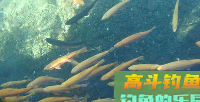 暖春鲫鱼总上浮水面钓不到？试试这几招