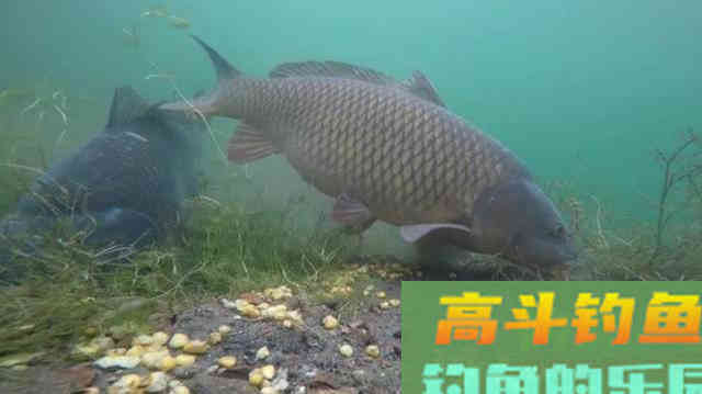 入冬后学会这几招，钓鲫鱼、鲤鱼都不再犯难