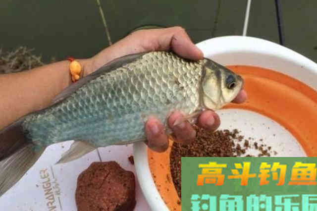 春季气温低，换用这套路，竿竿中鱼不停歇