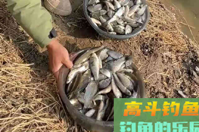夏季雨天难钓鱼？没料到我只用了3招，鲫鲤鱼上个不停