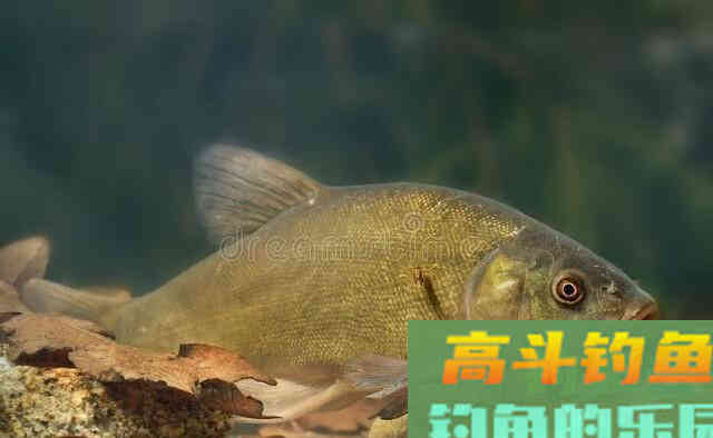 冬天钓鱼，荤饵、商品饵、素饵，哪个上鱼效果最好