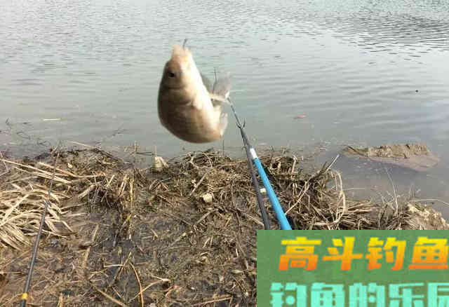 盯紧你的浮漂！冬天野钓别等黑漂，小信号也能中鱼