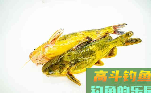 夏季温度越高越好钓的3种鱼