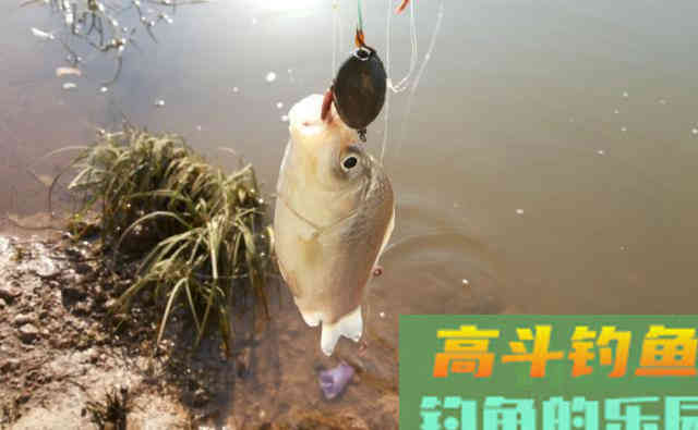 立秋之后，温度下降，四个技巧准确把握鱼情