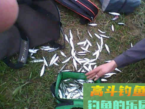 春末拉白条，打浮总没口，不妨试试这几招