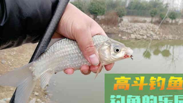 冬钓鲫鱼把握方法和时机，这四点要明确