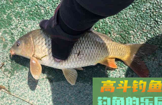 春季野钓攻略，泳层钓法作钓，钓获一箱20斤的野生大鱼