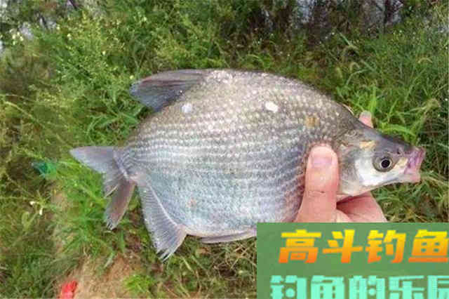深秋时节，别光盯着钓鲫鱼，这些鱼吃口也很好
