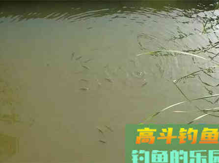 春末拉白条，打浮总没口，不妨试试这几招