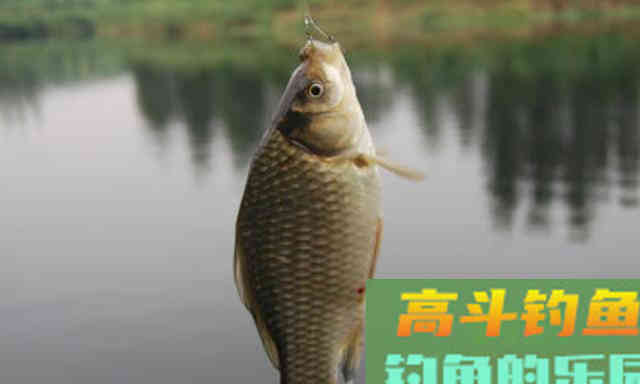 春季钓鱼，时间、钓点、饵料选择都要留意