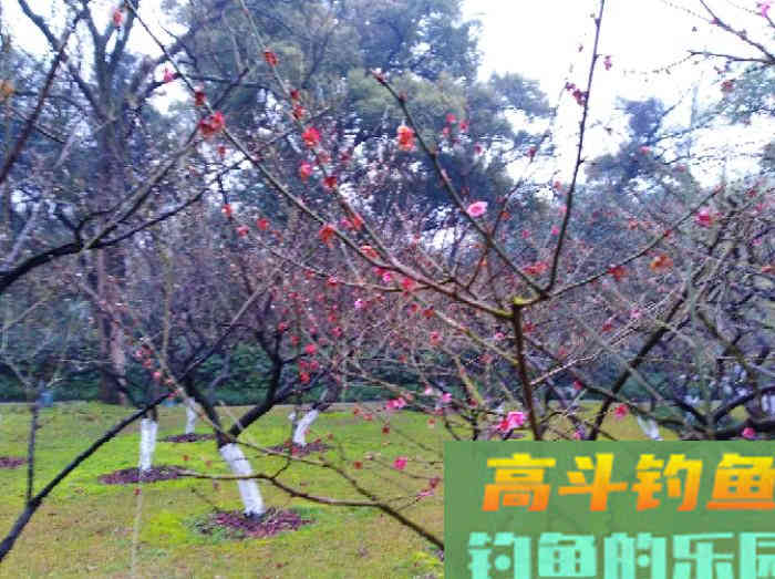 春季不同节气与鲫鱼活性，从初春、仲春、晚春来分析