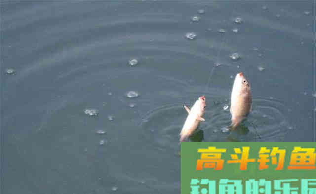 冬季钓鱼，先别着急下竿，两大策略帮你找到鱼窝
