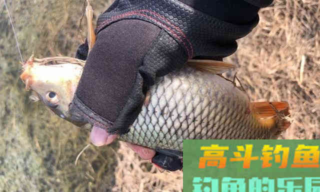 春季野钓攻略，泳层钓法作钓，钓获一箱20斤的野生大鱼