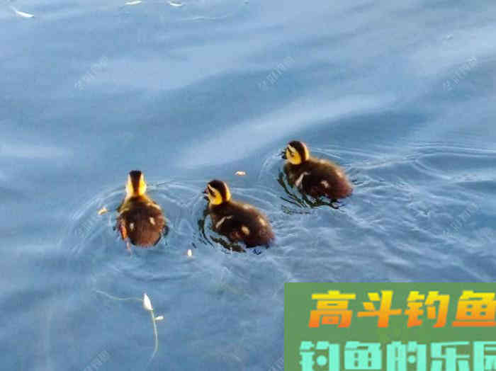 夏季为什么难钓鲫鱼？通过这3点分析，来解决钓大鲫难问题