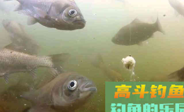 冬季出钓，要知道鲫鱼的吃饵特点，知道何时提竿