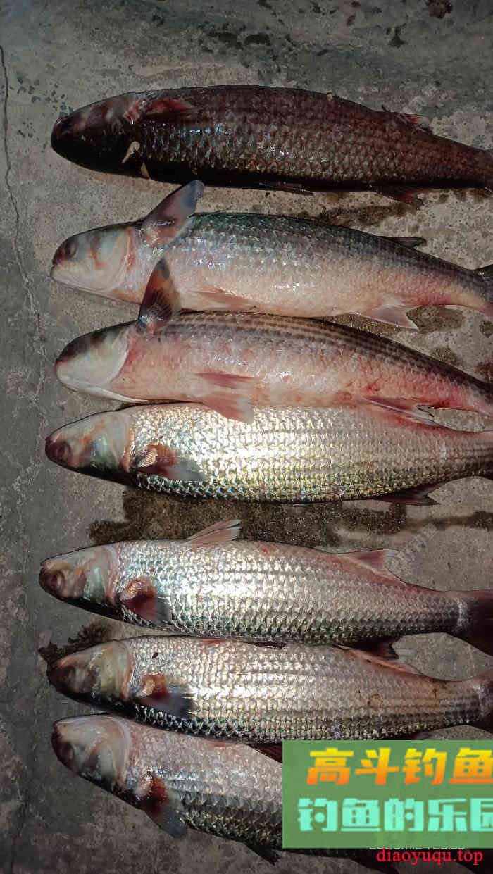 详谈冬季黑坑钓鲫鱼，成就坑冠之路