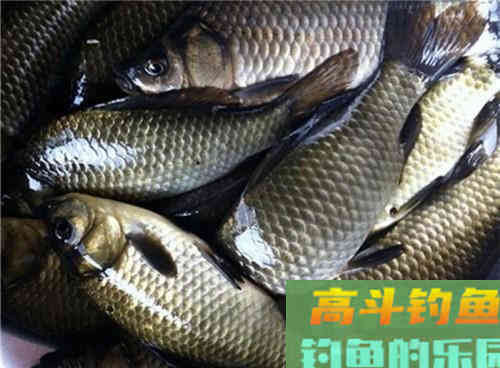 初春野钓停口问题出在哪？解析初春野钓三大技巧