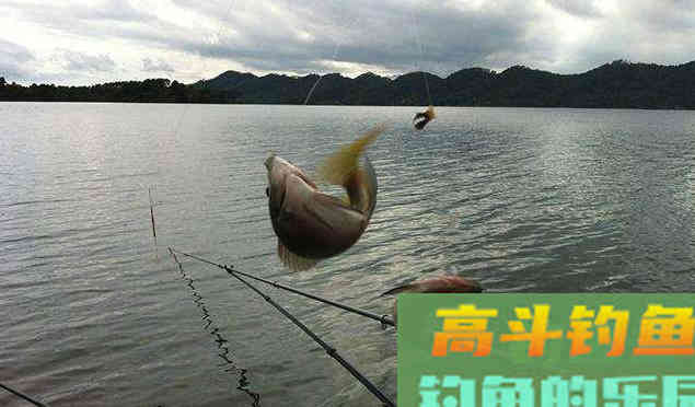 夏季钓鱼，如何把活鱼带回家