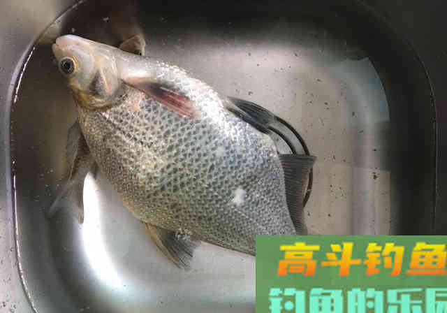 春季野钓攻略，泳层钓法作钓，钓获一箱20斤的野生大鱼