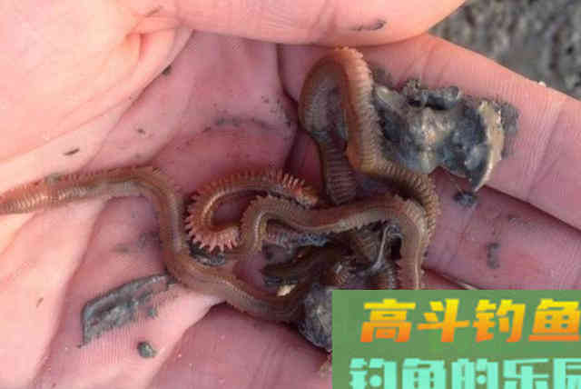 春季配饵有秘诀，用蚯蚓、用红虫还不够