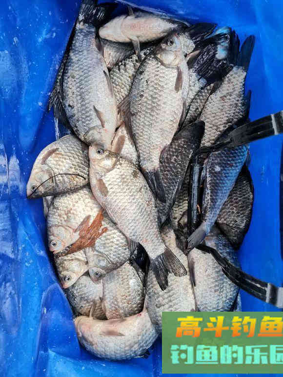 早春钓鲫鱼全攻略