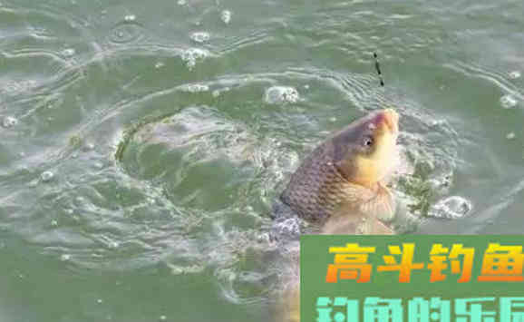 冬天鱼难钓？有人却能爆护，冬季钓鱼最优总结