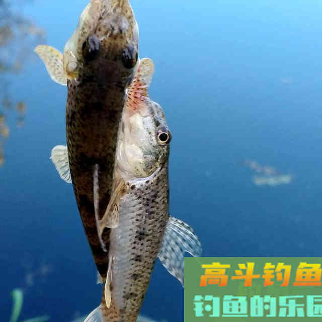 秋季野钓重要技能：避开小鱼