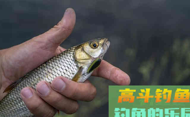 夏季梅雨期降雨多难钓鱼，学会这三点技巧