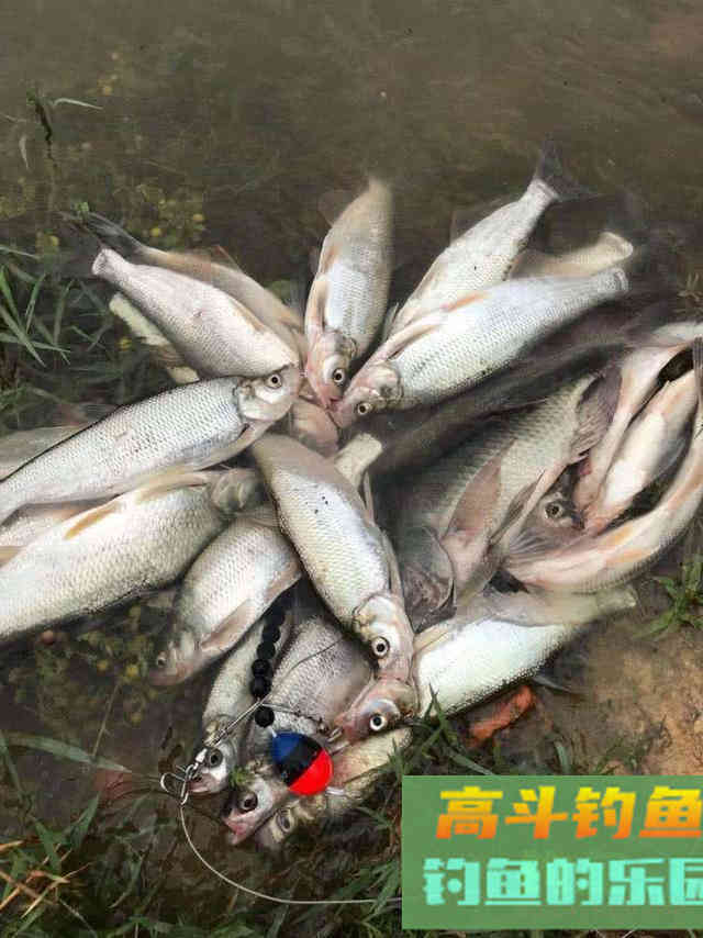 把握目标鱼节奏，不同季节钓不同鱼，做到经常爆护