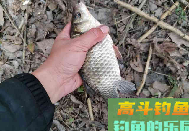 冬季钓鱼问得最多的问题，我给你们圈出了7个