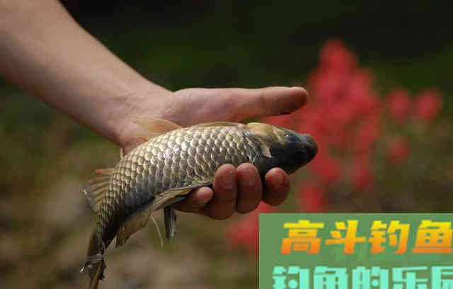 立冬后，台钓和传统钓哪个更香