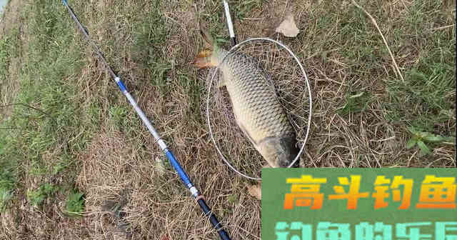 晚秋钓鱼，学会这样开饵和作钓，上钩的全是大鱼