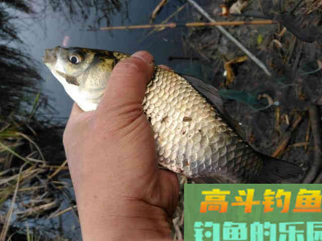 春钓要像钓到鱼，要从钓位、钓具、窝饵、钓法等作手