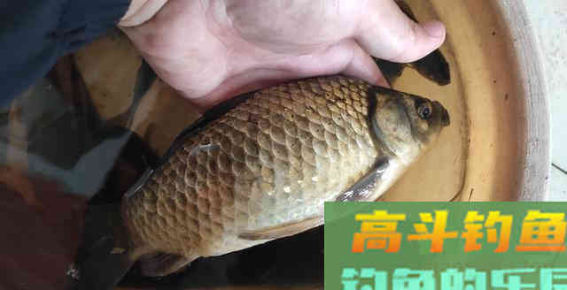比叶落知秋更早的是水中的鱼